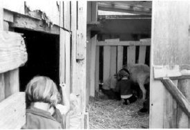 1997-214 Milking the goat