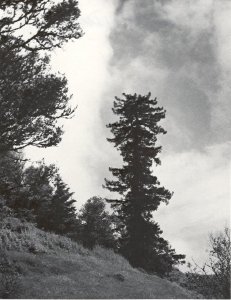 Trees and Wildlife